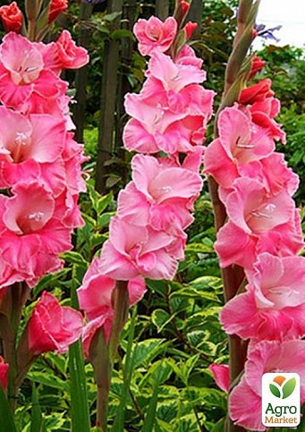 Гладиолус "Invitatie" 3шт - фото 3