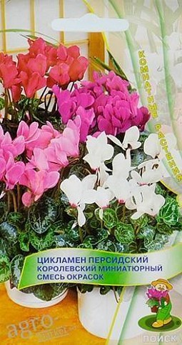 Цикламен перський "Королівський мініатюрний суміш" ТМ "Пошук" 2шт