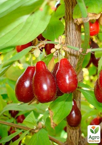 Кизил "Семен" (средний срок созревания, плоды не осыпаются)