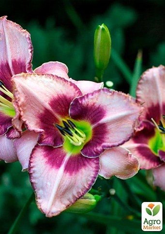 Лилейник "Edge Ahead" 1шт в упаковке - фото 2