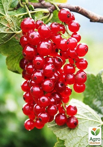 Смородина на штамбе красная "Лейден" (среднего срока созревания) - фото 2