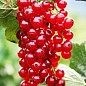 Смородина на штамбе красная "Лейден" (среднего срока созревания) купить