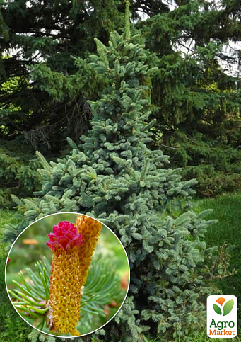 Ель Китайская "Dragon Sprues" (горшок P9)