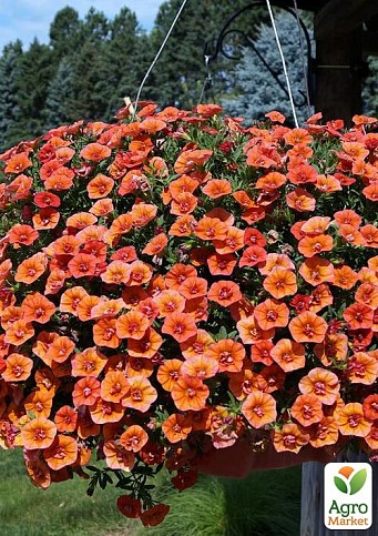 Калибрахоа Calita "Double Orange" 