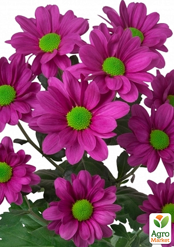 Хризантема кущова середньоквіткова "Jackson Purple" 