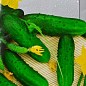Огурец "Настоящий полковник F1" ТМ "SeedEra" 10шт