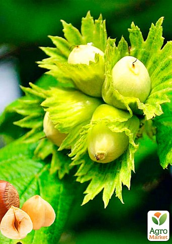 Фундук "Трапезундский" (средний срок созревания, перекрёстное опыление, садить по 2 шт)  - фото 2