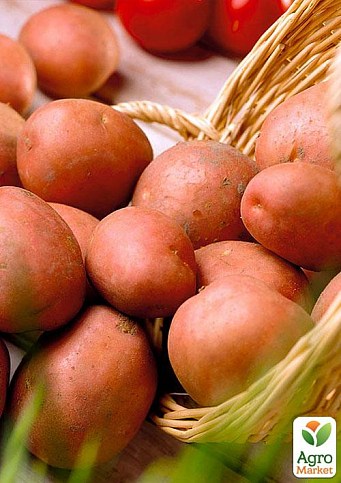 Насіннєвий среднепоздний картопля "Моцарт" (на жарку, 1 репродукція) 1кг