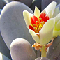 Суккулент Пахифитум "Pachyphytum Oviferum"