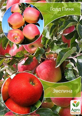 Дерево-сад Яблоня "Эвелина+Голд Пинк"