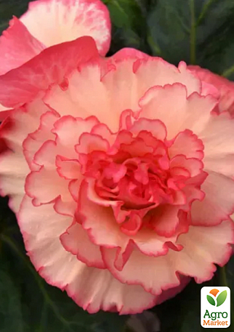 Бегония "Америгибрид F1" picotee lace pink ТМ "Профессиональные семена" 100шт