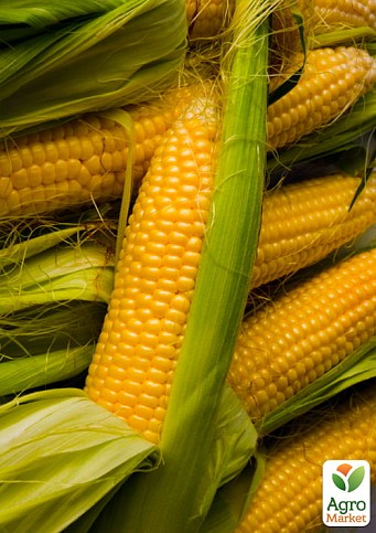 Кукурудза "Тусон F1" ТМ "Syngenta" 5000шт.