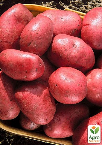 Картопля "Фламенко" насіннєва пізня (1 репродукція) 1 кг