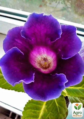 Глоксінія "Violacea" висота 20см - фото 3