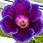 Глоксінія "Violacea" висота 20см цена