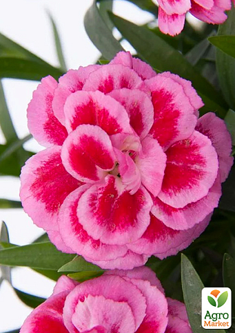 Гвоздика Махрова "Oscar Violet and Pink"