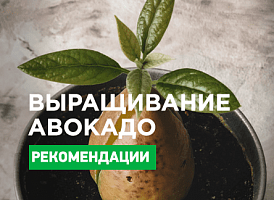 Авокадо в горщику - корисні статті про садівництво від Agro-Market