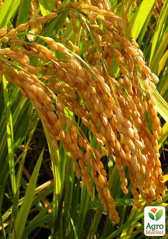Ориза "Oryza sativa" (рис посевной) С1,5