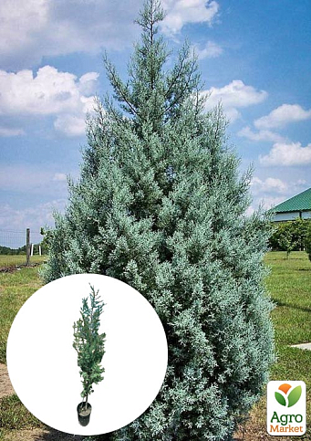 Кипарис Аризонський 8-річний (Cupressus arizonica) висота 180-200см