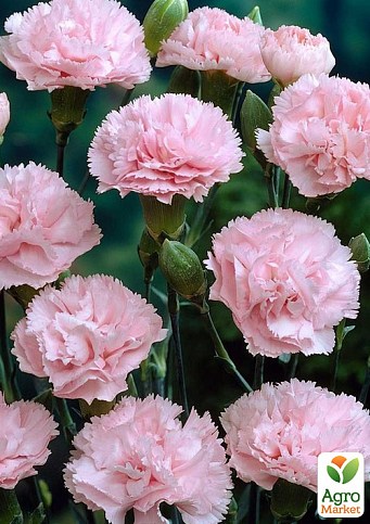 Гвоздика Махровая "Oscar Pink" (контейнер № 10, высота 10 см)