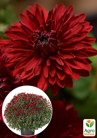Хризантема Садова "Carmina Red" (висота 30-50см)