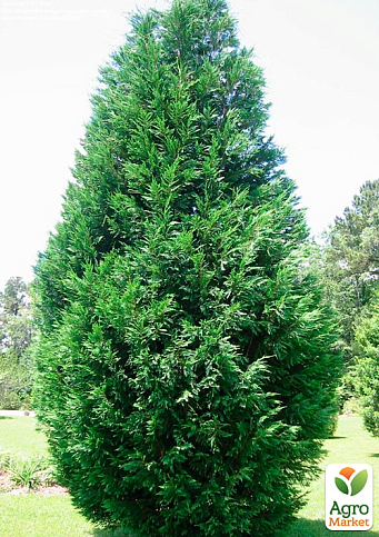 Купрессоципарис Лейланда "Variegata" С3, высота 70-90см