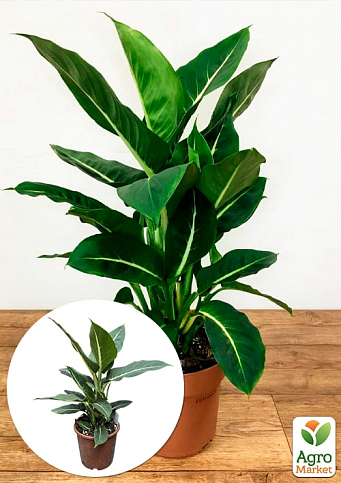 Диффенбахия (Dieffenbachia) "Green Magic" высота 40-60см