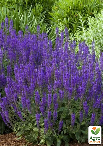 Шалфей Дубравный Sensation "Medium Violet"