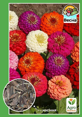 Цинія "Карликова суміш" ТМ "Весна" 0.4г