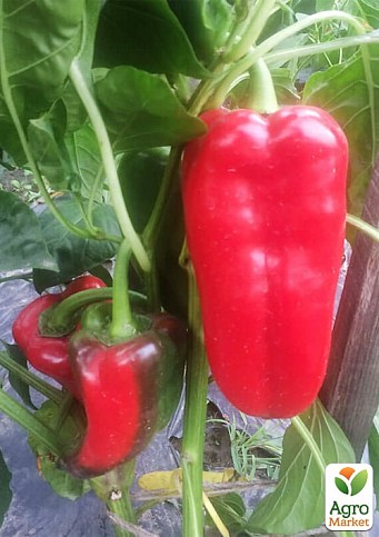 Перець "Слон F1" ТМ "Lark Seeds" 500шт