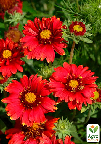 Гайлардия гибридная "Arizona Red Shades" вазон С2