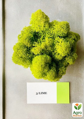 Стабілізований мох Ягель "Лайм" 500 г - фото 3