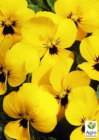 Виола (Viola Cornuta) "Primrose Blotch" - фото 3