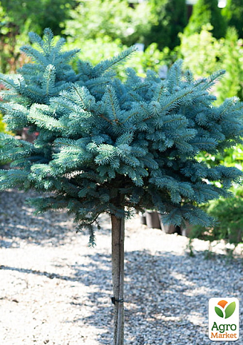 Ель колючая на штамбе "Glauca Globosa" С5, высота 70-100см