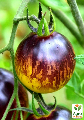 Томат "H-34 Rot" ТМ "Vesna Select" 20шт