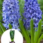 Гиацинт "Aqua"