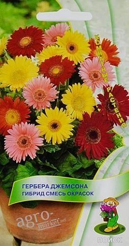 Гербера "Джемсона" суміш ТМ "Пошук" 10шт