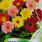 Гербера "Джемсона" суміш ТМ "Пошук" 10шт