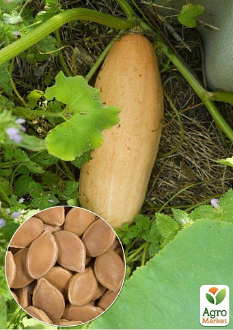 На развес Тыква "Розовый банан" ТМ "Весна" цена за 10г