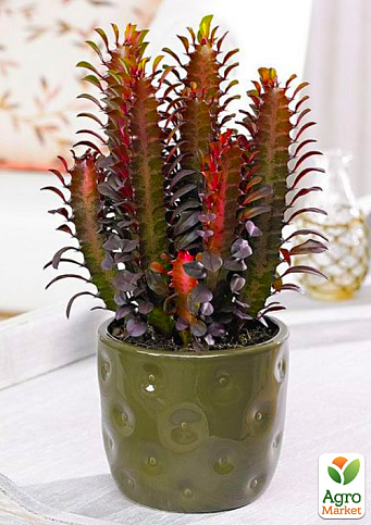 Еуфорбія Трігона "Rubra" (P12 висота 15-25см)