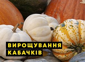 Як садити кабачки - корисні статті про садівництво від Agro-Market