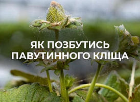 Павутинний кліщ на трояндах - корисні статті про садівництво від Agro-Market
