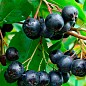 Арония "Всеслава" (рябина черноплодная)