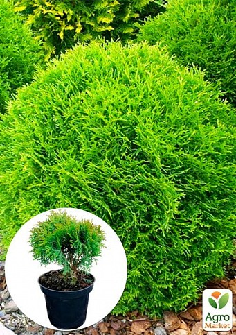 Туя западная "Danica" (Thuja occidentalis) С2, высота 15-20 см