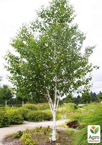 Эксклюзив! Береза лечебная "Мирис" (быстрорастущая, неприхотливая) высота 50-100см - фото 2