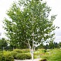 Эксклюзив! Береза лечебная "Мирис" (быстрорастущая, неприхотливая) высота 50-100см купить
