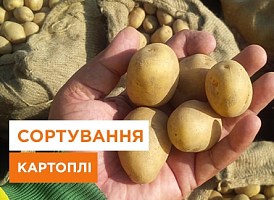 Сортування картоплі своїми руками: як зробити сортування для картоплі своїми руками | Agro-Market