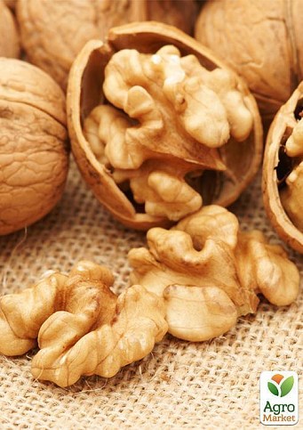 Грецкий орех привитой "Chandler" (селекция США среднеспелый срок созревания) - фото 3