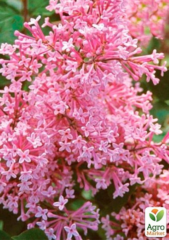 Сирень Мейера инвитро "Пинк Парфюм" (Pink Parfum) вазон С1,5