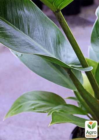 Филодендрон "Philodendron Imperial Green" дм 24 см выс. 80 см